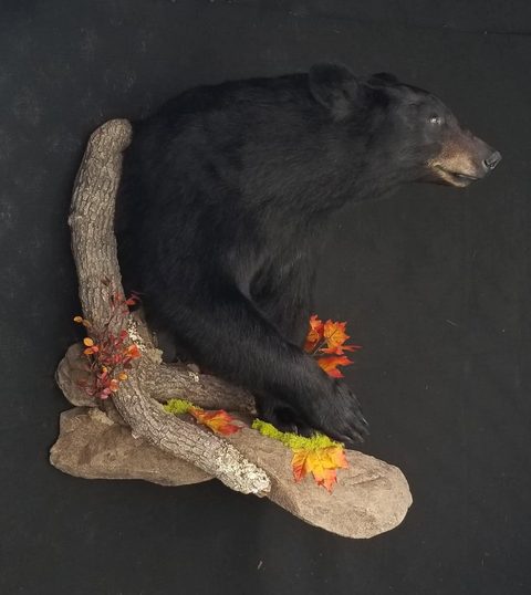 big game taxidermy by Jason's Taxidermy