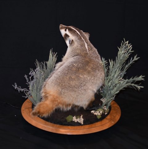 furbearer taxidermy by Jason's Taxidermy