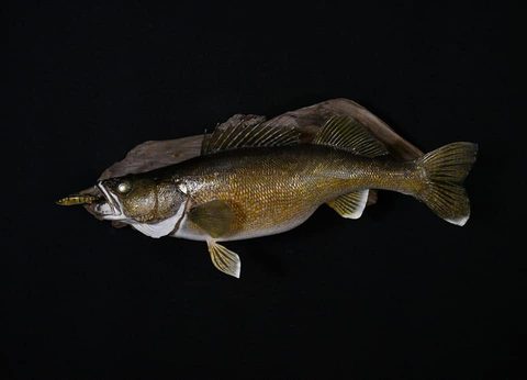 fish taxidermy by Jason's Taxidermy