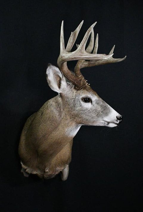 whitetail deer taxidermy by Jason's Taxidermy