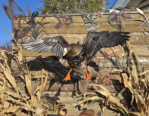 Goose – Landing – waterfowl taxidermy by Jason's Taxidermy