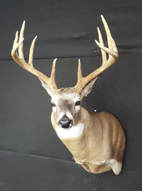 whitetail deer taxidermy by Jason's Taxidermy