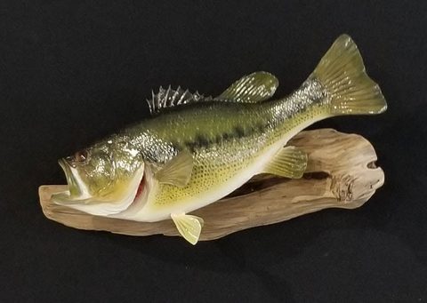 fish taxidermy by Jason's Taxidermy