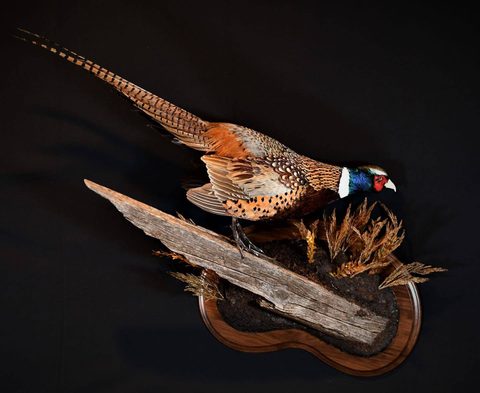 upland game bird taxidermy by Jason's Taxidermy
