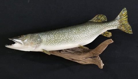 fish taxidermy by Jason's Taxidermy