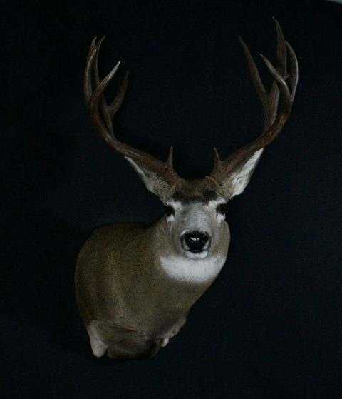 whitetail deer taxidermy by Jason's Taxidermy