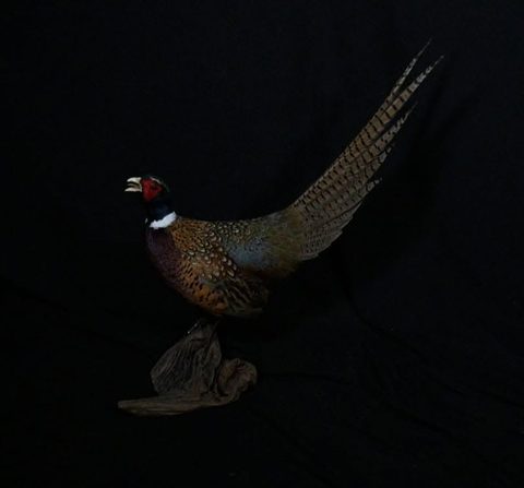 upland game bird taxidermy by Jason's Taxidermy