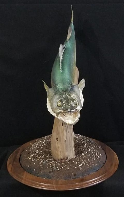 fish taxidermy by Jason's Taxidermy