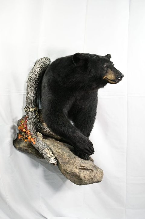 big game taxidermy by Jason's Taxidermy
