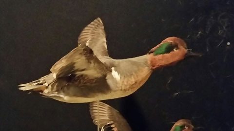 Green-winged Teal – Flying – waterfowl taxidermy by Jason's Taxidermy