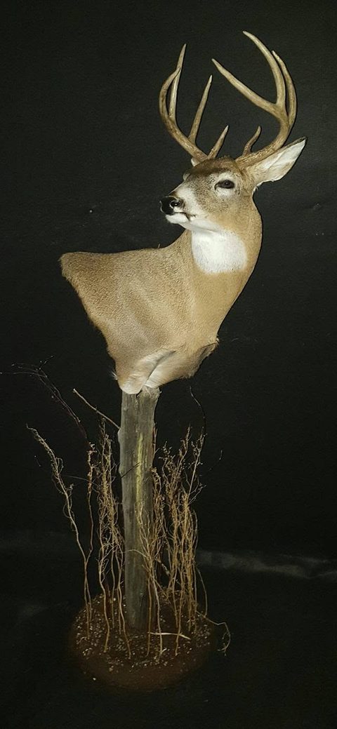 whitetail deer taxidermy by Jason's Taxidermy
