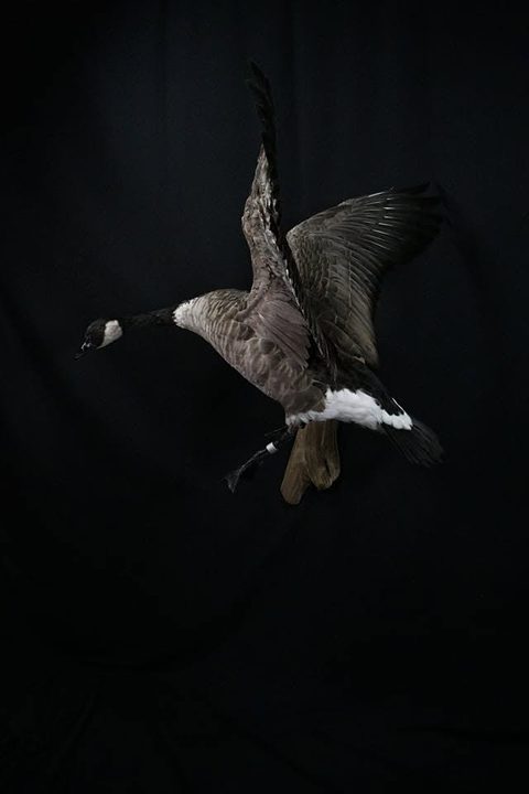 Canada Goose – Flying – waterfowl taxidermy by Jason's Taxidermy