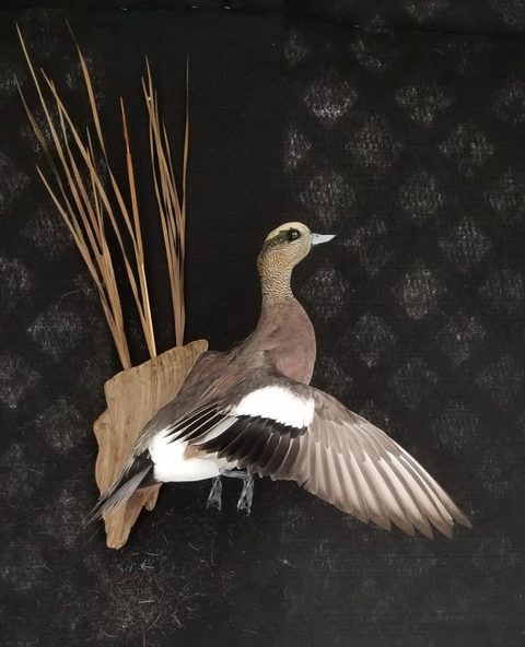 Wigeon – Landing – waterfowl taxidermy by Jason's Taxidermy