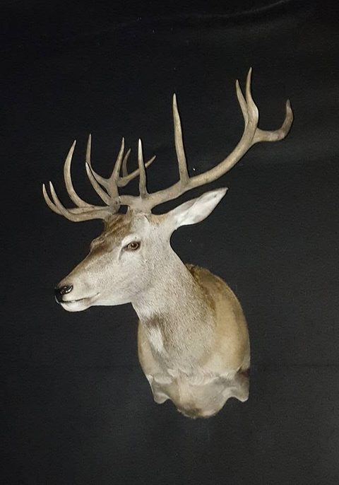 whitetail deer taxidermy by Jason's Taxidermy