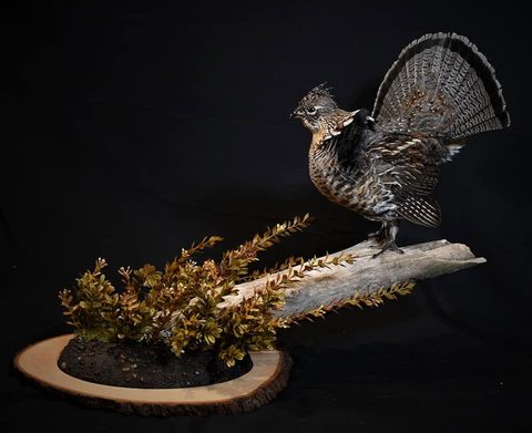 upland game bird taxidermy by Jason's Taxidermy