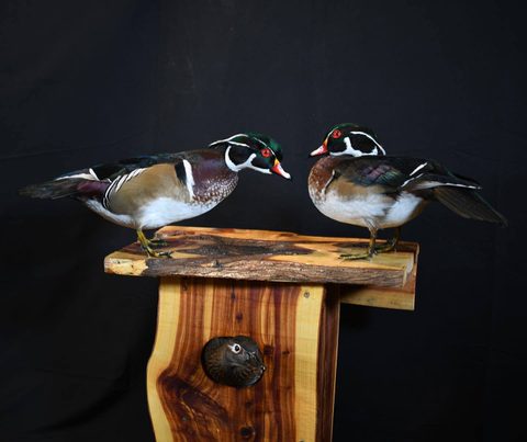 Wood Duck Pair – waterfowl taxidermy by Jason's Taxidermy