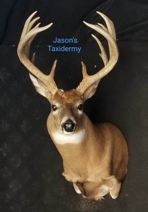 whitetail deer taxidermy by Jason's Taxidermy