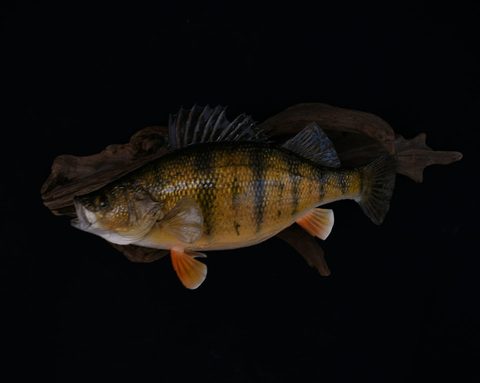 fish taxidermy by Jason's Taxidermy