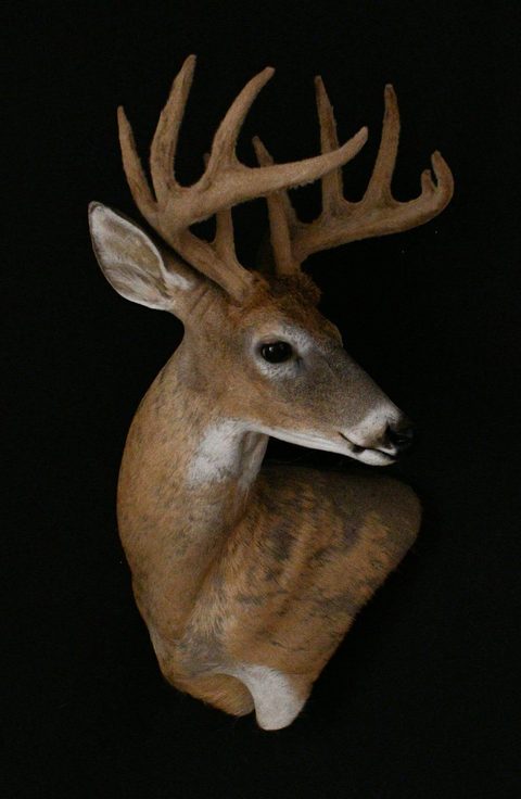 whitetail deer taxidermy by Jason's Taxidermy