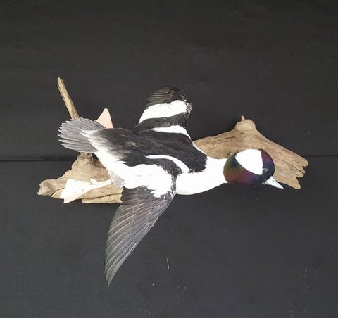 Bufflehead – Flying – waterfowl taxidermy by Jason's Taxidermy