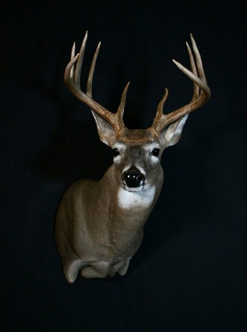 whitetail deer taxidermy by Jason's Taxidermy