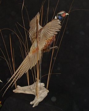 Ring-necked pheasant mount, item #20