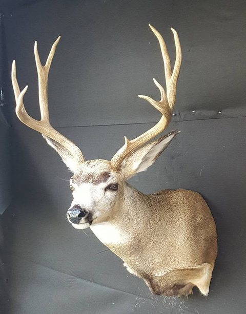 whitetail deer taxidermy by Jason's Taxidermy