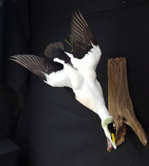 Common Eider – Flying – waterfowl taxidermy by Jason's Taxidermy