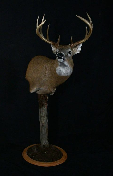 whitetail deer taxidermy by Jason's Taxidermy