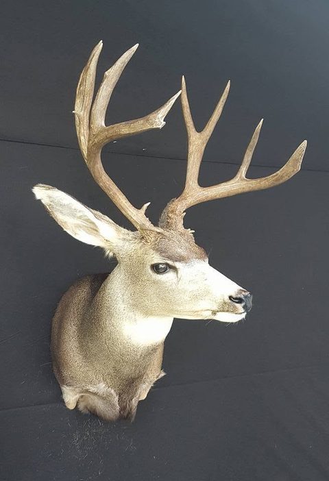 mule deer taxidermy by Jason's Taxidermy