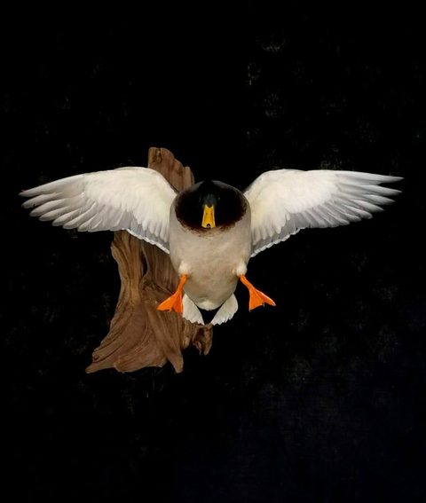Mallard – Flying – waterfowl taxidermy by Jason's Taxidermy
