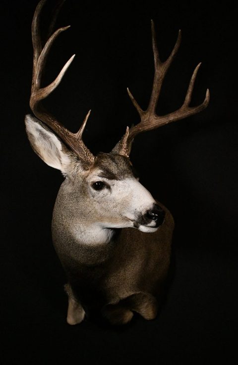 whitetail deer taxidermy by Jason's Taxidermy