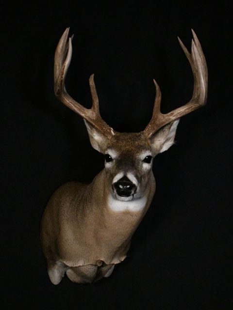 whitetail deer taxidermy by Jason's Taxidermy
