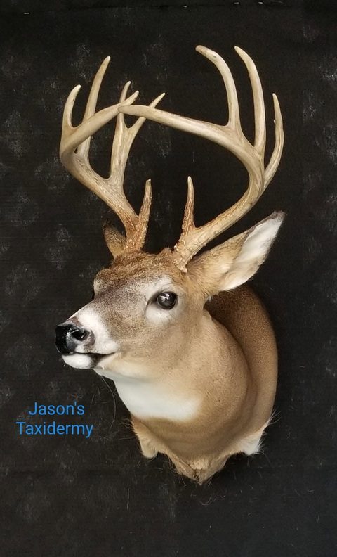 whitetail deer taxidermy by Jason's Taxidermy