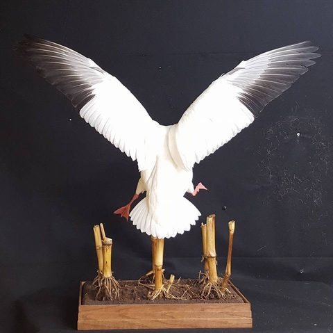 Snow Goose – Landing – waterfowl taxidermy by Jason's Taxidermy