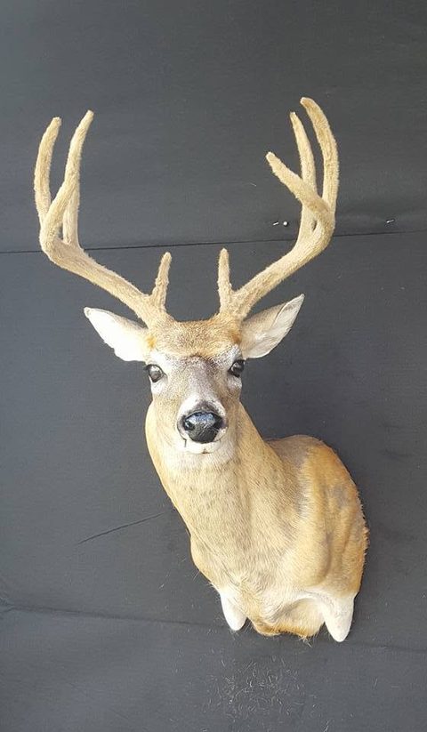whitetail deer taxidermy by Jason's Taxidermy