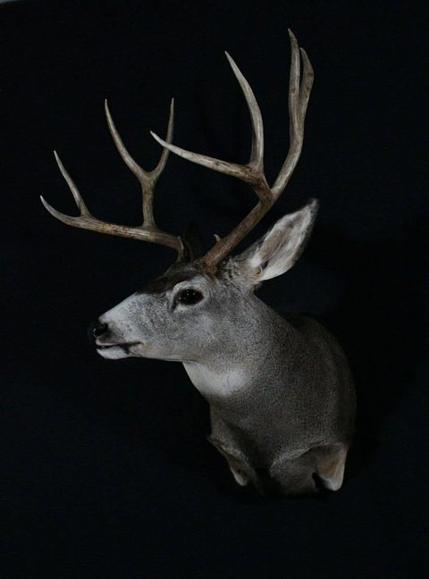 whitetail deer taxidermy by Jason's Taxidermy