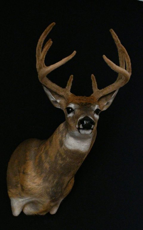 whitetail deer taxidermy by Jason's Taxidermy