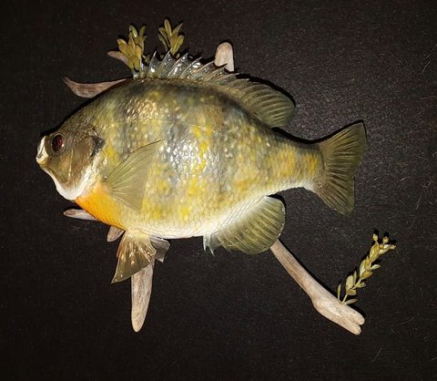 fish taxidermy by Jason's Taxidermy