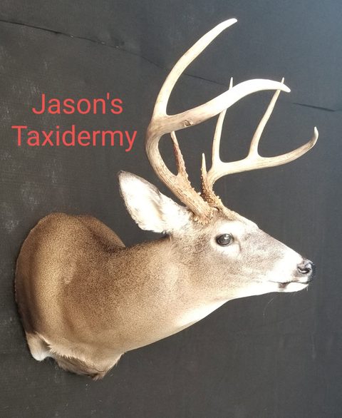 whitetail deer taxidermy by Jason's Taxidermy