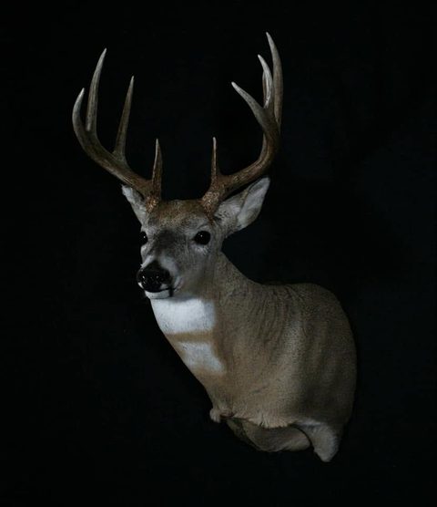 whitetail deer taxidermy by Jason's Taxidermy