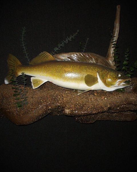 fish taxidermy by Jason's Taxidermy