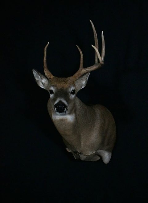 whitetail deer taxidermy by Jason's Taxidermy