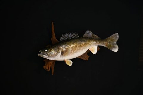 fish taxidermy by Jason's Taxidermy