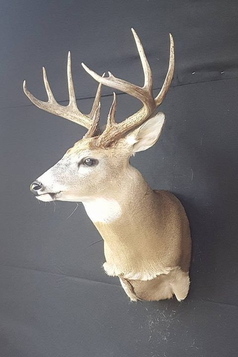 whitetail deer taxidermy by Jason's Taxidermy