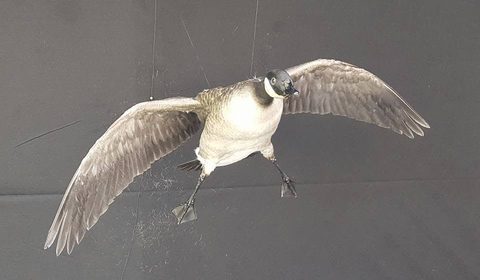 Canada Goose – Flying – waterfowl taxidermy by Jason's Taxidermy