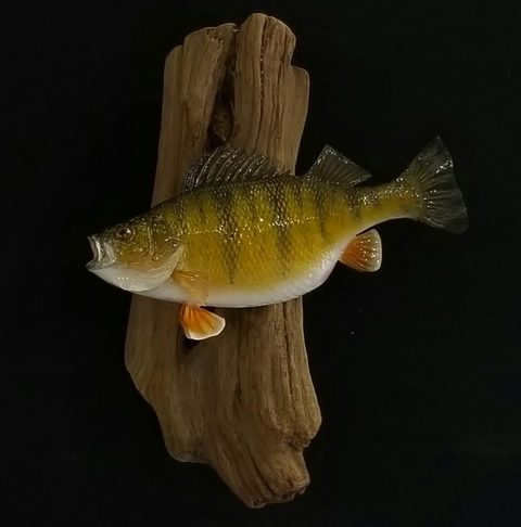 fish taxidermy by Jason's Taxidermy