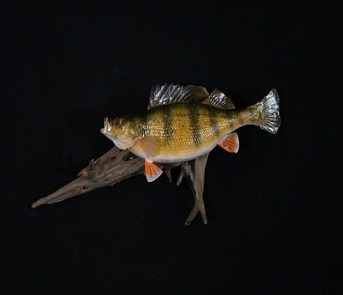 fish taxidermy by Jason's Taxidermy