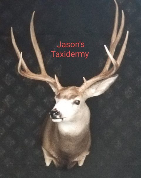 mule deer taxidermy by Jason's Taxidermy