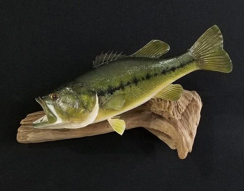 fish taxidermy by Jason's Taxidermy